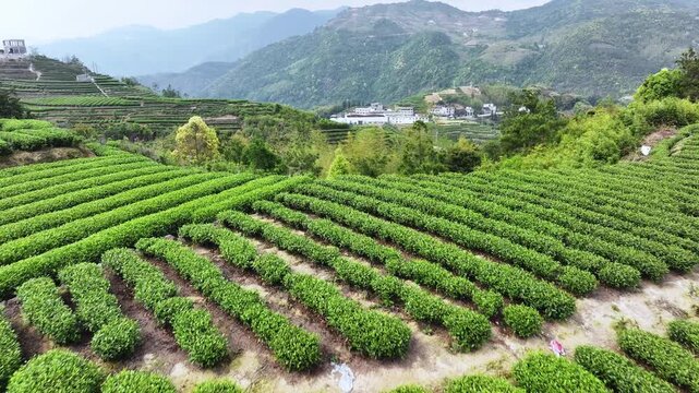 Terraced tea plantations in Wuyi Mountains Fujian with lush green rows and distant hills