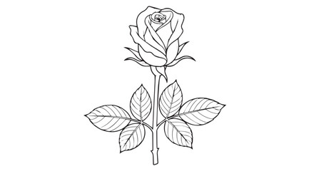 Obraz premium Single rose line drawing with black and white line art botanical illustration monochrome isolated minimalist elegance fragrance decoration