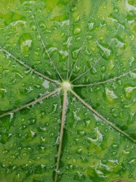 Hojas con gotas de agua y lluvia mojada