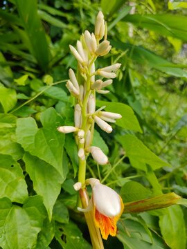 Beautiful Shell Ginger Flowers (Alpinia Zerumbet) Blooming in a Tropical Garden Garden