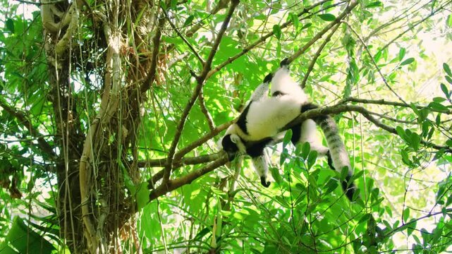 Footage of an indri sleeping on a tree branch in rainforest of Madagascar island.