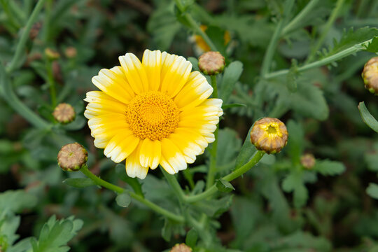 beautiful yellow strawflower at horizontal composition