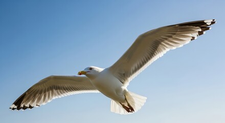 Fototapeta premium Graceful Seagull Soaring High in the Bright Blue Sky.