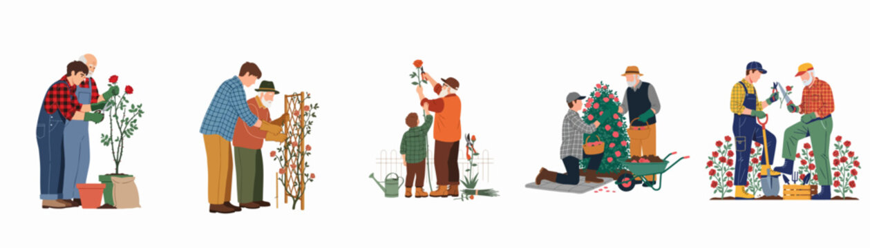Set of flat illustrations depicting intergenerational pairs of men and children engaged in rose gardening activities like pruning, planting, and harvesting together.