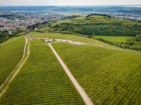 Aerial view of lush green vineyards on rolling hills with a small farmhouse and a dirt path overlooking the valley San Giorgio di Valpolicella, Veneto, Italy.