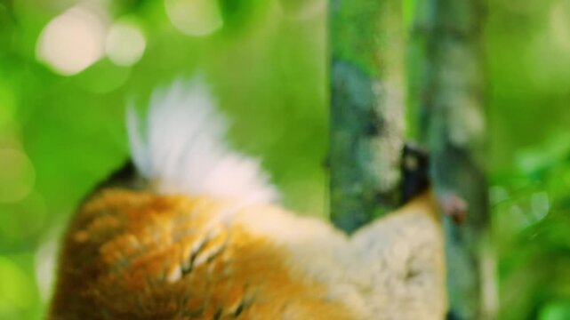 Close up of a white-headed lemur (Eulemur albifrons), licking a tree trunk, madagascar rainforest. 