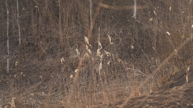 Dry brown highland with dead trees and withered grass
