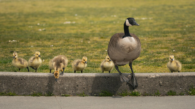 Canada Goose With Goslings Walking Along Curb in Park During Spring Family Scene