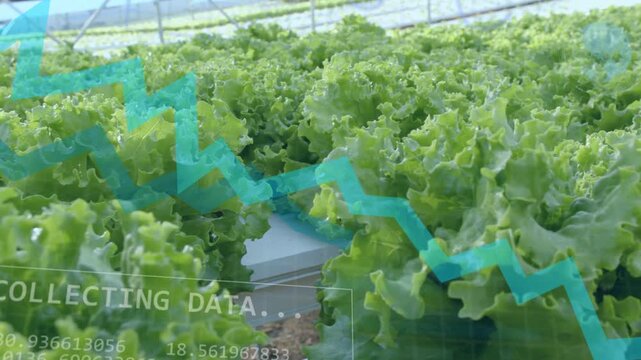 Sensors sending data, camera panning while overlays animating and settling over lettuce to monitor