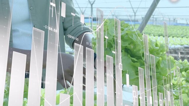 Charts overlaying frame, woman grower lifting hydroponic lettuce and inspecting roots for crop data