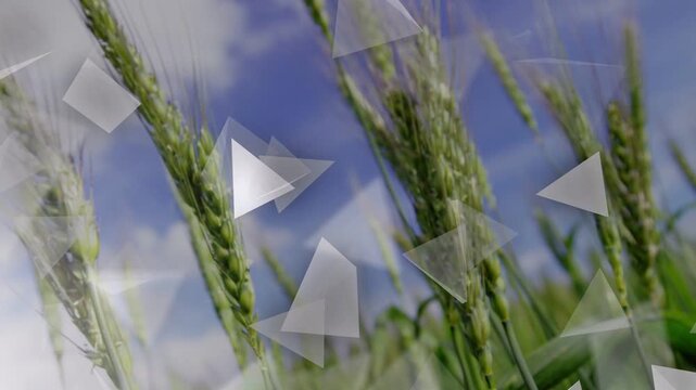 Camera tilt sparking triangles appearing, rotating over wheat swaying, forming layered overlay