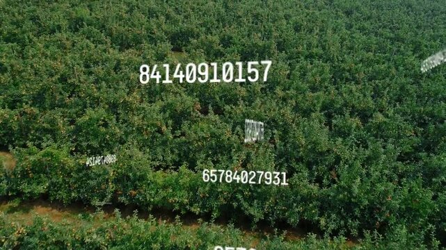 Orchard canopy showing floating numbers grid locking to rows as camera moving forward tracking rows