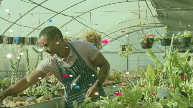 Nursery worker at succulent bench reaching and sorting pots to sell while specks passing overhead