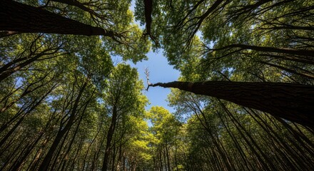 Fototapeta premium Looking Up Through Tall Trees in a Forest Canopy.
