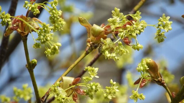 【4K】早春の深山に咲くイタヤカエデの花：鮮やかな黄色の小花と芽吹き。青森の豊かな自然風景素材　[4K] Painted Maple (Acer pictum) Blooming in Early Spring: Yellow Flowers in Aomori Mountains, Japan 撮影日：20260414-1