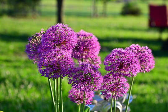Purple Allium Flower Blooms