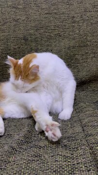 Cute White and Ginger Cat Grooming Itself on Sofa Vertical Video