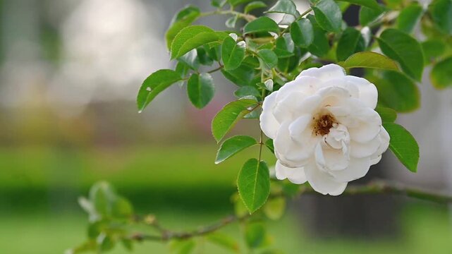 White rose flower on a branch moving gently with the wind, soft green bokeh background, peaceful and elegant garden nature scene in slow motion with copy space