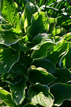 Hosta Leaves