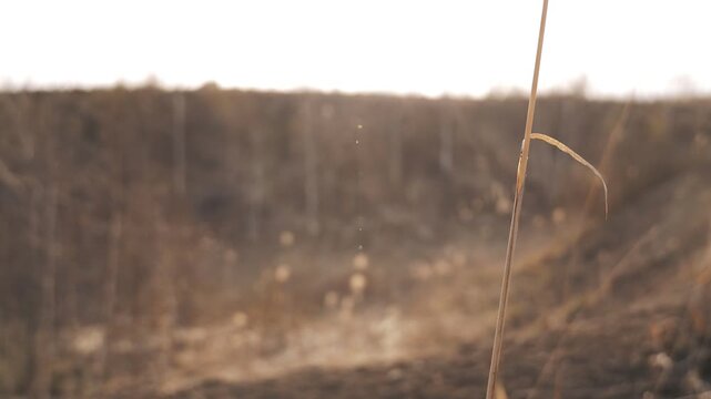 Dry brown highland with dead trees and withered grass