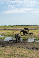 Obraz premium Wild African Elephants Along the Chobe River