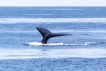 Fototapeta premium Baleine
