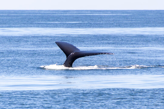 Baleine