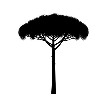 Black silhouette of a Pinus pinea or Italian stone pine tree with a characteristic umbrella-shaped crown and tall trunk isolated on a white background for botanical design.
