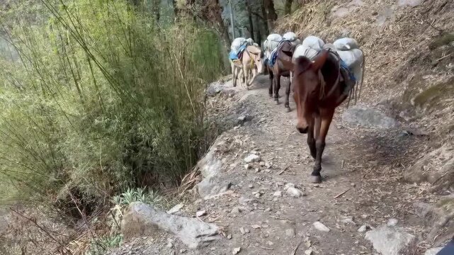 Pack donkeys carrying goods trek along a rugged mountain trail in Langtang National Park, Nepal, showcasing Himalayan transport, rural travel, and highland expedition life.