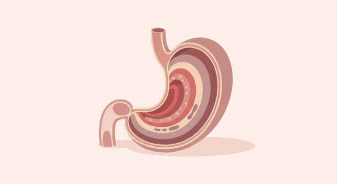 Detailed Cross-Sectional View of Human Stomach Anatomy.