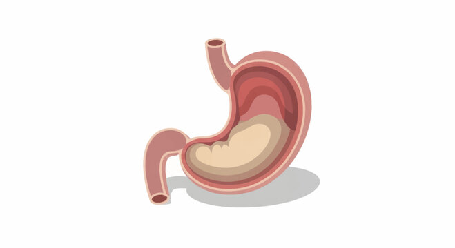 Human Stomach Anatomy Illustration with Food Inside.