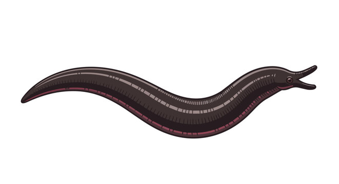 Leech Vector Illustration - Brown Bloodsucking Parasite Invertebrate Isolated on White Background