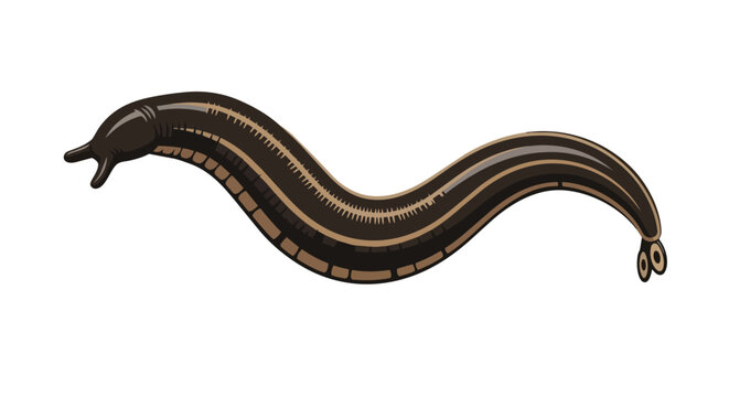 Striped Brown Leech Vector Illustration - Detailed Parasitic Annelid Worm Isolated on White