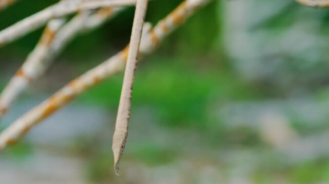 Close up of head of Langaha madagascariensis commonly known as Malagasy or madagascar leaf nosed snake. Madagascar Tropical rainforests