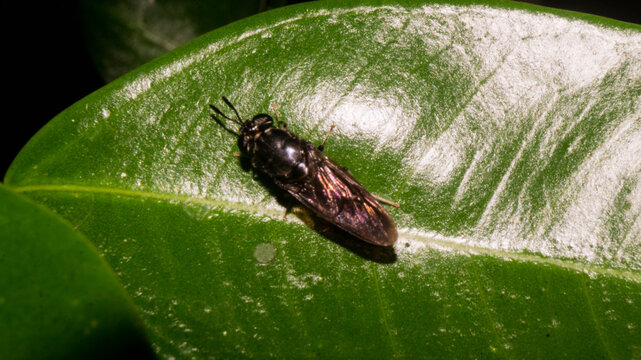 Based on the image, this is a Black Soldier Fly (Hermetia illucens), a common and beneficial insect from the family Stratiomyidae. Taken from Las Pinas, NCR, Philippines.