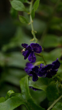 These purple flowers belong to the species Duranta erecta. This flowering shrub is a member of the verbena family, Verbenaceae. Taken from Las Pinas, NCR, Philippines.