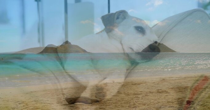 Resting light-colored dog lying on cushion, blending with sandy beach, turquoise water and islets