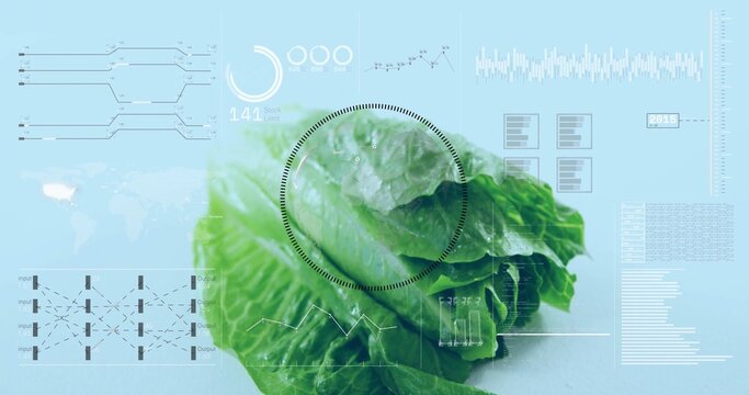 Displaying romaine lettuce head centered in lab, showing circular scan overlay and line graphs