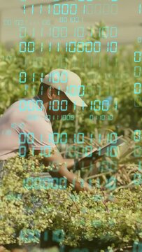 Vertical video: Nursery worker walking rows, tapping tablet causing teal overlay guiding plant care