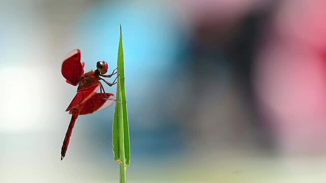 Red dragonfly with transparent wings resting on green grass stem by water, soft bright blue and pink bokeh background, peaceful nature scene in slow motion then flying away with copy space