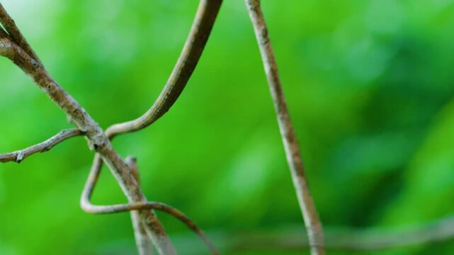 Extreme close up of a Malagasy or madagascar leaf nosed snake (Langaha madagascariensis) in Madagascar island.
