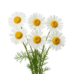 Obraz premium Fresh white daisy flowers bunch with green stems isolated on white background cut.