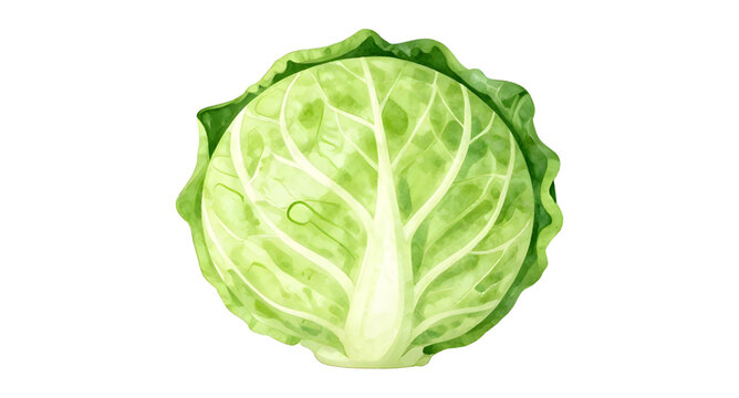 green cabbage vegetable, fresh leafy cabbage, organic farm produce, healthy green vegetable, brassica oleracea plant, natural food ingredient, raw cabbage leaf, vegan kitchen vegetable, nutritious lea