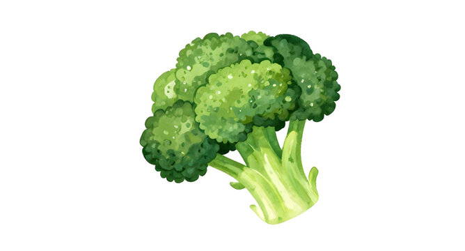 watercolor broccoli illustration, fresh green vegetable, healthy food artwork, organic broccoli painting, botanical vegetable design, farm fresh broccoli, leafy green ingredient, vegan food illustrati
