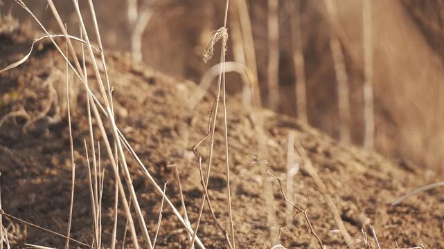 Dry brown highland with dead trees and withered grass