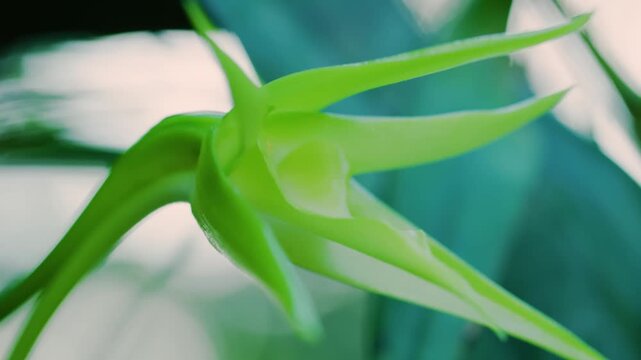 Close up of Aeranthes grandiflora (a type of Orchid plant) in Madagascar Tropical rainforest.