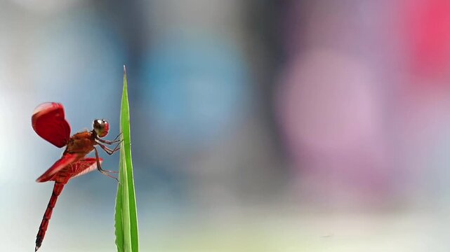 Red dragonfly with transparent wings flying into frame and landing on green grass stem, soft bright blue and pink bokeh background, peaceful nature scene in slow motion with copy space