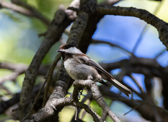 chestnut-backed chickadee standing on a branch under the shade  © Yifeng