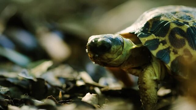 Close up of a Spider tortoise (Pyxis arachnoides) in Madagascar Tropical rainforest.