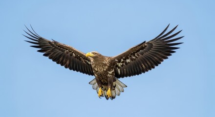 Obraz premium Majestic Eagle Soaring Through the Clear Blue Sky.